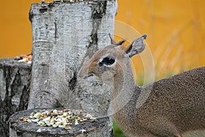 Kirk's dik-dik in the sun