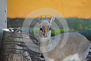 Kirk's dik-dik in the sun