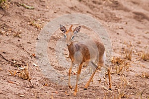 Kirk's Dikdik - Lake Manyara NP