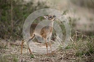 Kirk's dikdik, Rhynchotragus kirki