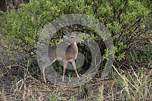 Kirk's dikdik, Rhynchotragus kirki photo