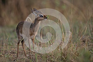 Kirk's dikdik, Rhynchotragus kirki photo