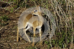 Kirk's dikdik, Tanzania