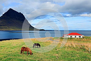 Kirkjufell Mountain and icelandic horses grazing in the foreground of the image.