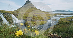 Kirkjufellsfoss and Kirkjufell with flowers in foreground, Iceland