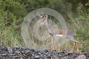 Kirks Dikdik in Bogoria, Kenya photo