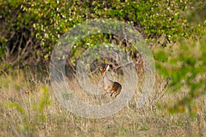 Kirks Dikdik Female Running photo