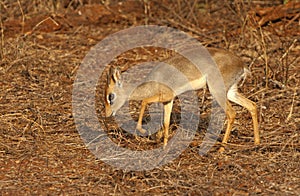 Kirks dikdik, Kirk's Dikdik, Madoqua kirkii photo