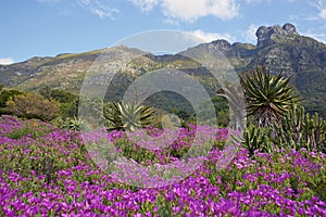 Kirstenbosch