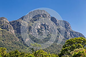 Kirstenbosch botanical garden trees and mountains view in Cape Town