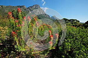 Kirstenbosch botanical gardens