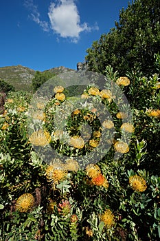 Kirstenbosch botanical gardens