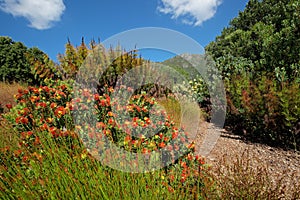 Kirstenbosch botanical gardens