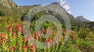 Kirstenbosch botanical gardens - Cape Town