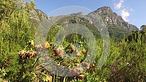 Kirstenbosch botanical gardens - Cape Town