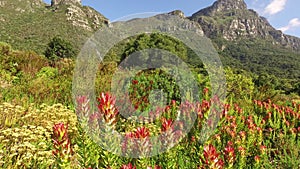 Kirstenbosch botanical gardens - Cape Town