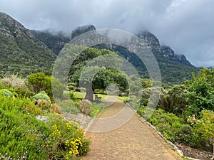 Kirstenbosch Botanical gardens in Cape Town, South Africa