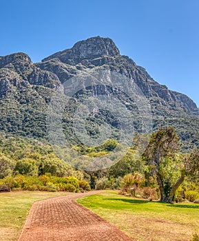 Kirstenbosch Botanical Gardens in Cape Town, South Africa.  Brick path leads visitors through the gardens. Table Top Mountain in