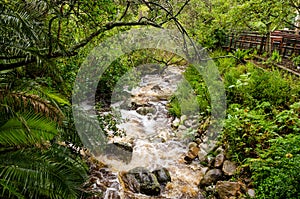 Kirstenbosch Botanical Gardens in Cape Town â€“ South Africa