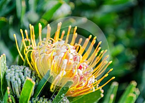 Kirstenbosch Botanical Gardens in Cape Town â€“ South Africa