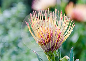 Kirstenbosch Botanical Gardens in Cape Town â€“ South Africa