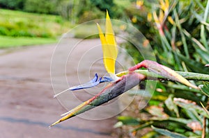 Kirstenbosch Botanical Gardens in Cape Town â€“ South Africa