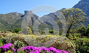 Kirstenbosch Botanical Gardens early flower season