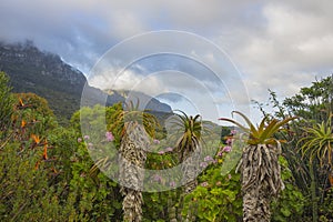 Kirstenbosch Gardens Aloes