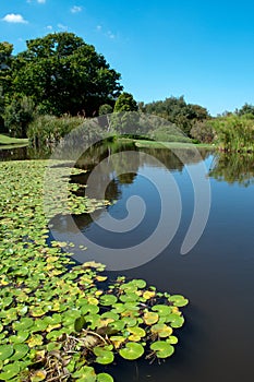 Kirstenbosch Gardens lake with lily pads