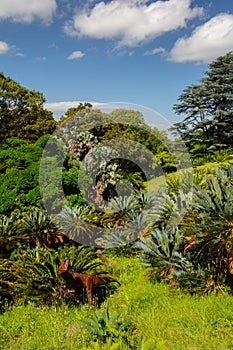 Kirstenbosch Gardens, South Africa