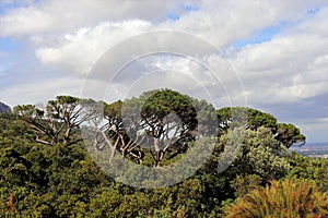 Kirstenbosch National Botanical Garden