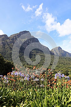 Kirstenbosch National Botanical Garden in Cape Town