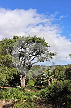 Kirstenbosch National Botanical Garden in Cape Town