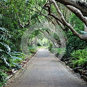 Kirstenbosch National Botanical Garden in Cape Town