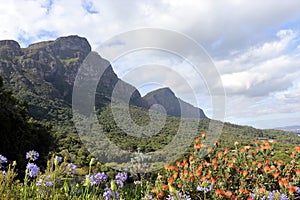 Kirstenbosch National Botanical Garden in Cape Town