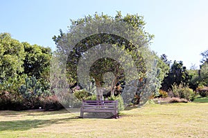 Kirstenbosch National Botanical Garden in Cape Town