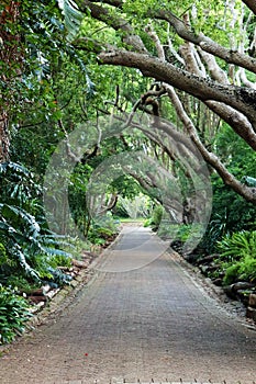 Kirstenbosch National Botanical Garden in Cape Town