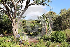 Kirstenbosch National Botanical Garden in Cape Town