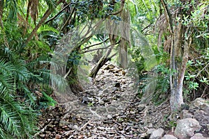 Kirstenbosch National Botanical Garden in Cape Town