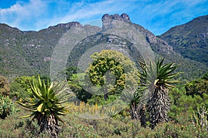 Kirstenbosch National Botanical Garden landscape Cape Town South Africa