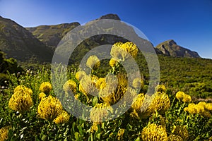 Kirstenbosch National Botanical Garden, Pincushion Protea