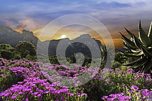 Kirstenbosch National Botanical Garden during sunset in Cape Town South Africa