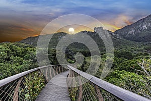 Kirstenbosch National Botanical Garden Tree Canopy Walkway during sunset  in Cape Town South Africa