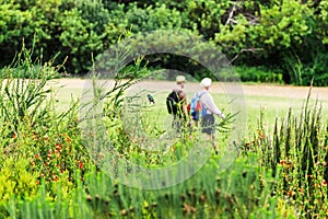 Kirstenbosch National Botanical Gardens