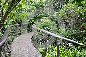 Kirstenbosch Tree Canopy Walkway, the Boomslang