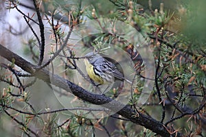 Kirtland's warbler (Setophaga kirtlandii)