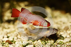 Kisaki Killi Killifish Male and Female Nothobranchius flammicomantis Killi aquarium fish