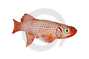 Kisaki Killifish Nothobranchius flammicomantis Killi aquarium fish