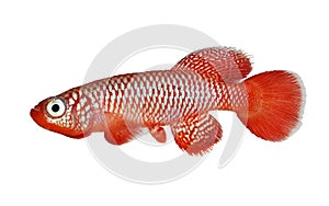 Kisaki Killifish Nothobranchius flammicomantis Killi aquarium fish photo