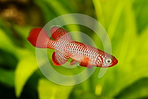 Kisaki Killifish Nothobranchius flammicomantis Killi aquarium fish photo